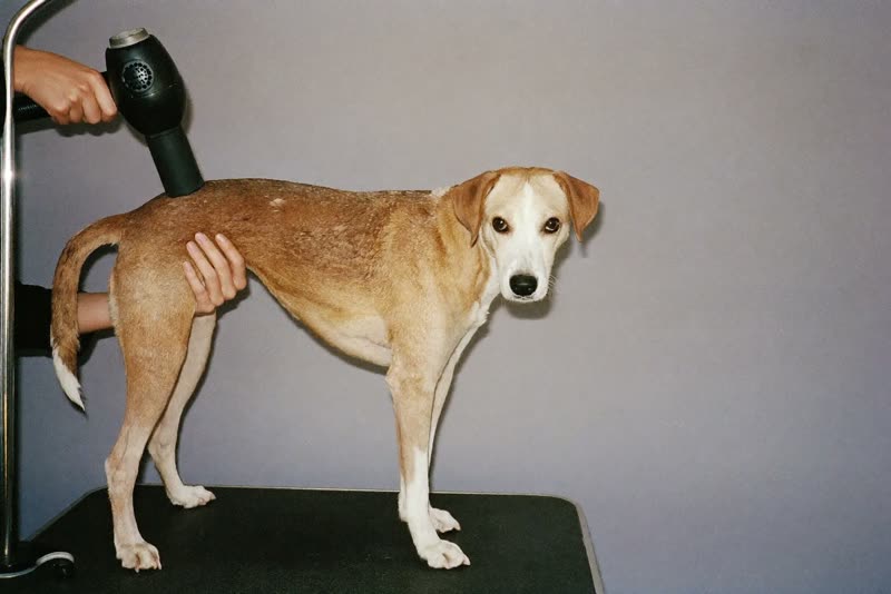 A dog being blow-dried on a grooming table, hands steadying its shoulder