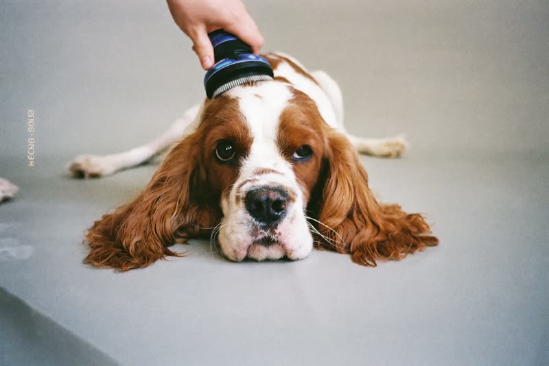 A relaxed spaniel with a clean glossy coat lying down after a groom