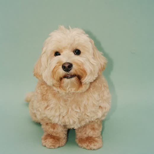 A freshly groomed small fluffy dog sitting against a plain pale backdrop