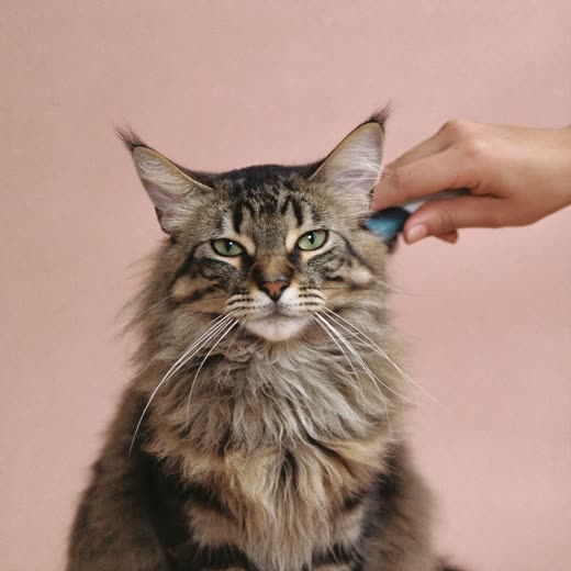 A long-haired cat being gently brushed