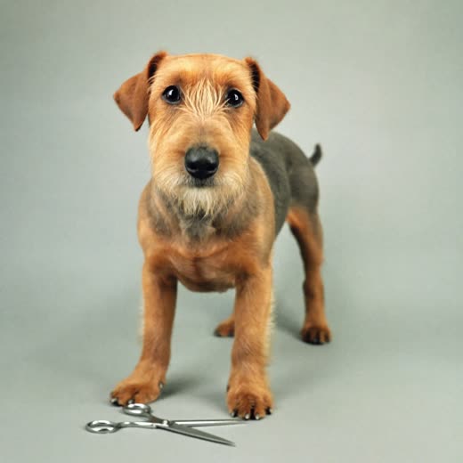 A neatly trimmed terrier standing beside a pair of grooming scissors